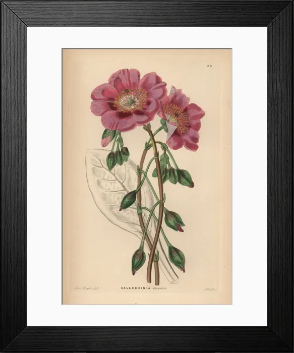 Framed Print : Rock purslane, Cistanthe grandiflora Framed Print : Rock purslane, Cistanthe grandiflora