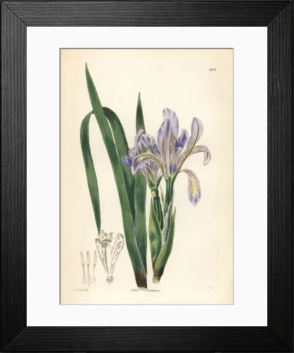 Framed Print : Japanese iris or hanashobu, Iris ensata Framed Print : Japanese iris or hanashobu, Iris ensata