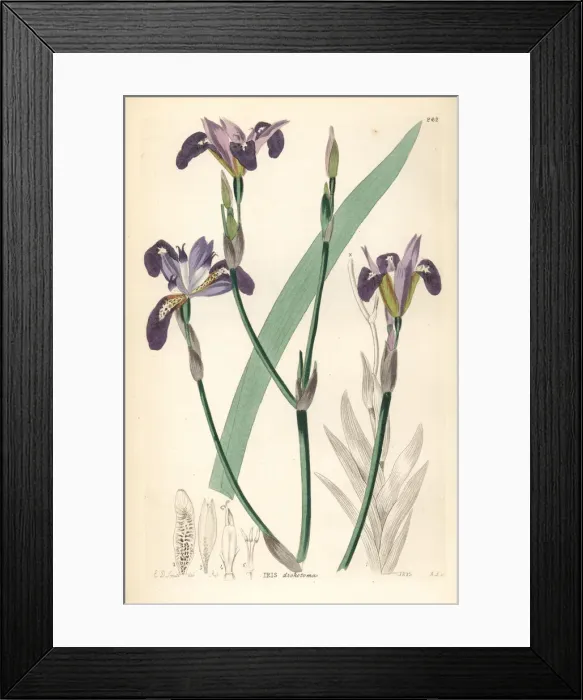 Framed Print : Forked-petaled flower de luce, Iris dichotoma Framed Print : Forked-petaled flower de luce, Iris dichotoma