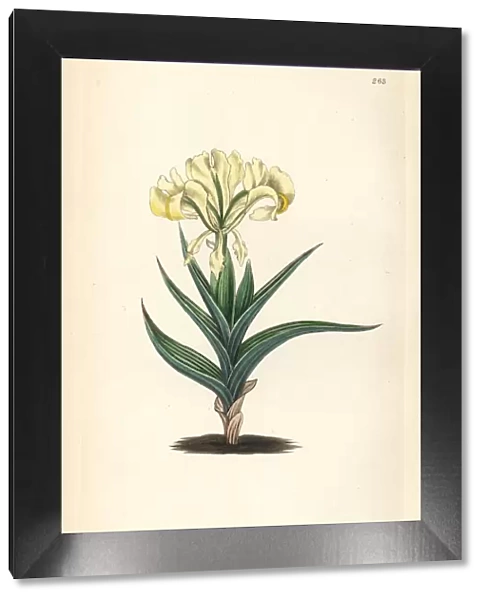 Caucasean iris or Caucasian flower de luce, Iris caucasica