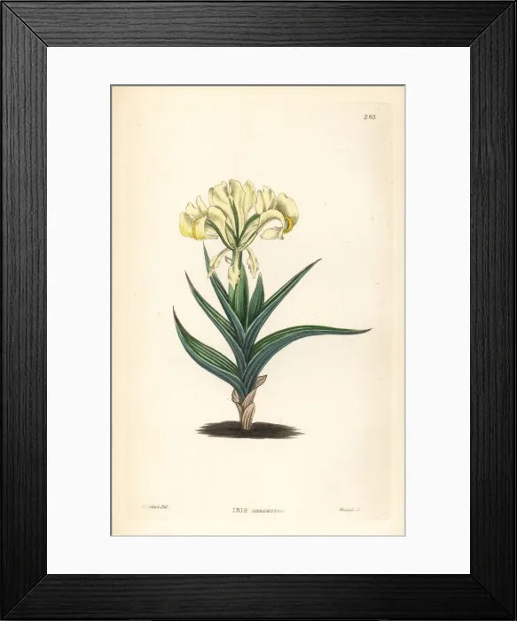 Framed Print : Caucasean iris or Caucasian flower de luce, Iris caucasica Framed Print : Caucasean iris or Caucasian flower de luce, Iris caucasica