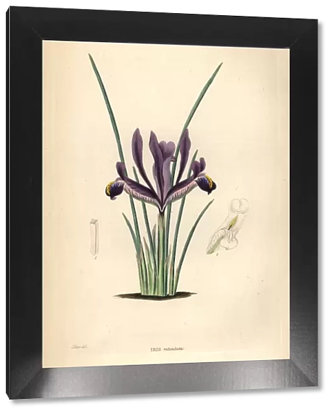 Netted iris, Iris reticulata