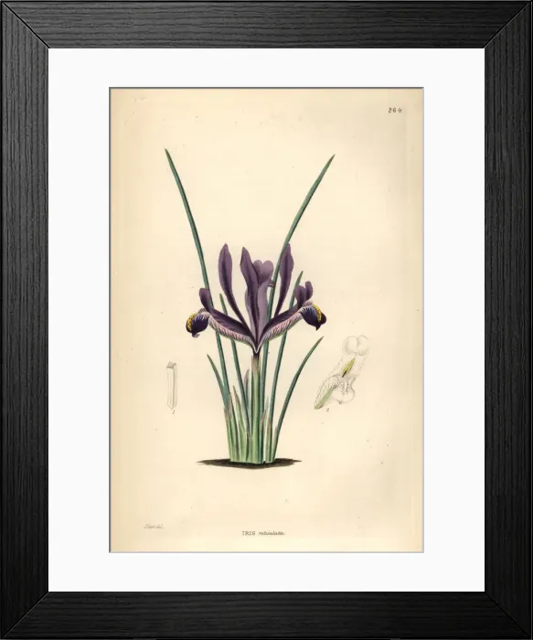 Framed Print : Netted iris, Iris reticulata Framed Print : Netted iris, Iris reticulata