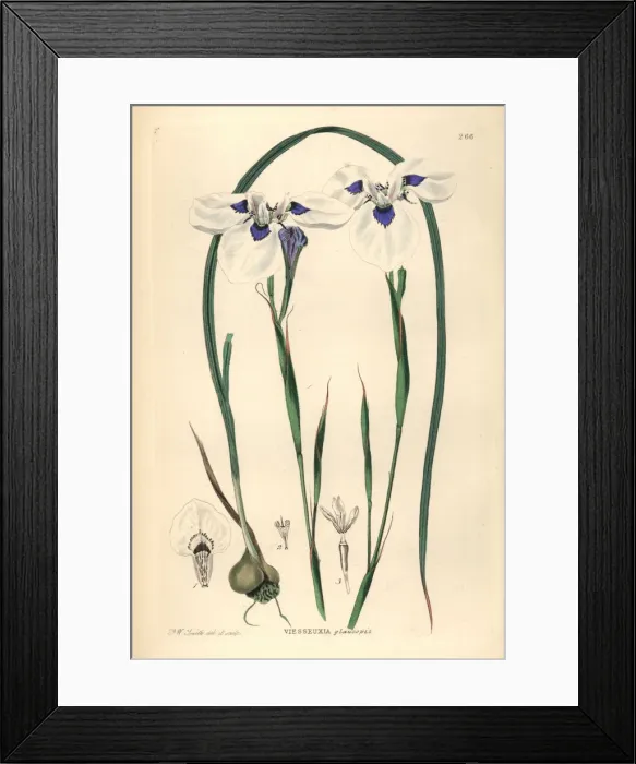 Framed Print : Blue-eyed Uintjie or Blouooguintjie, Moraea aristata Framed Print : Blue-eyed Uintjie or Blouooguintjie, Moraea aristata
