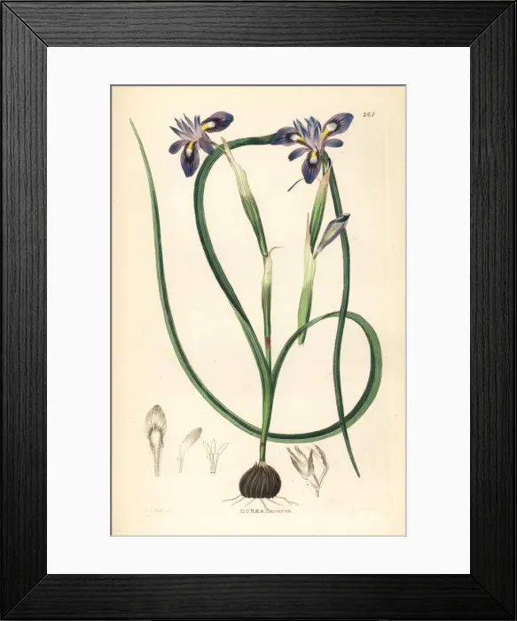 Framed Print : Cape tulip, Moraea sisyrinchium Framed Print : Cape tulip, Moraea sisyrinchium