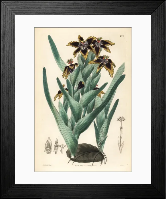 Framed Print : Black flag, Ferraria crispa Framed Print : Black flag, Ferraria crispa
