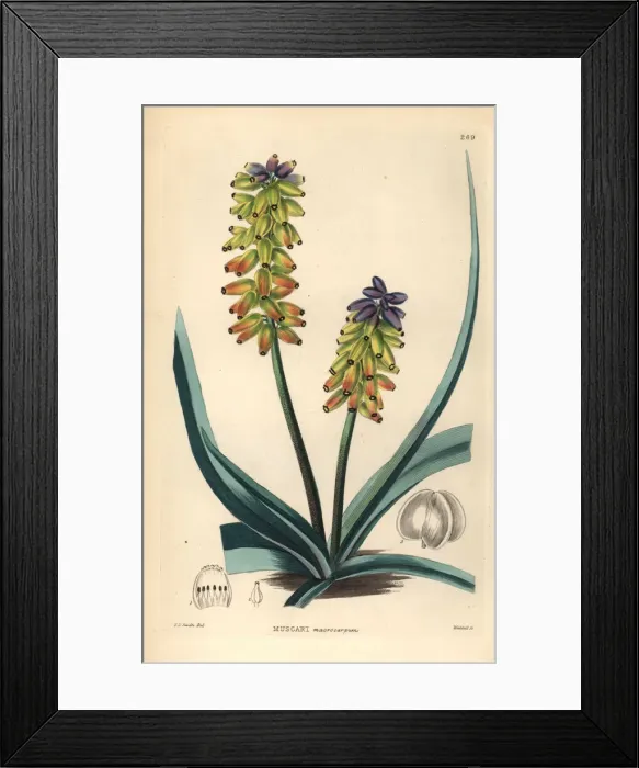 Framed Print : Large-fruited grape hyacinth, Muscari macrocarpum