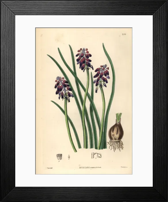 Framed Print : Grape hyacinth, Muscari commutatum Framed Print : Grape hyacinth, Muscari commutatum