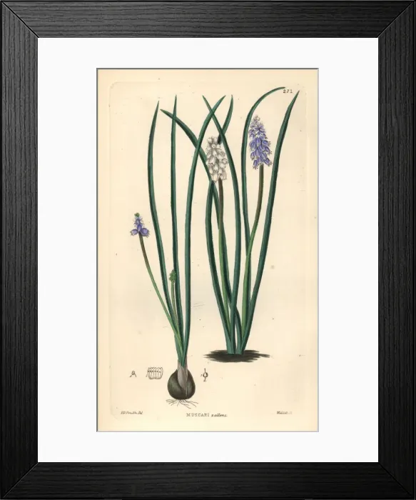 Framed Print : Pale grape hyacinth, Muscari pallens Framed Print : Pale grape hyacinth, Muscari pallens