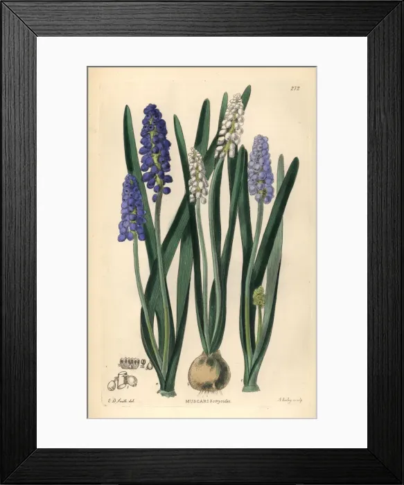 Framed Print : Grape hyacinth, Muscari botryoides Framed Print : Grape hyacinth, Muscari botryoides