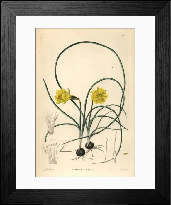 Framed Print : Hoop-petticoat daffodil, Narcissus bulbocodium Framed Print : Hoop-petticoat daffodil, Narcissus bulbocodium