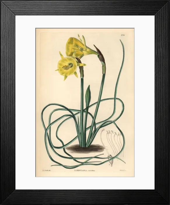Framed Print : Hoop-petticoat daffodil, Narcissus bulbocodium Framed Print : Hoop-petticoat daffodil, Narcissus bulbocodium