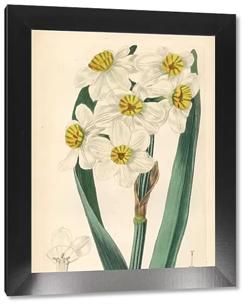 Paperwhite or bunch-flowered daffodil, Narcissus tazetta