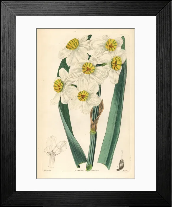 Framed Print : Paperwhite or bunch-flowered daffodil, Narcissus tazetta Framed Print : Paperwhite or bunch-flowered daffodil, Narcissus tazetta
