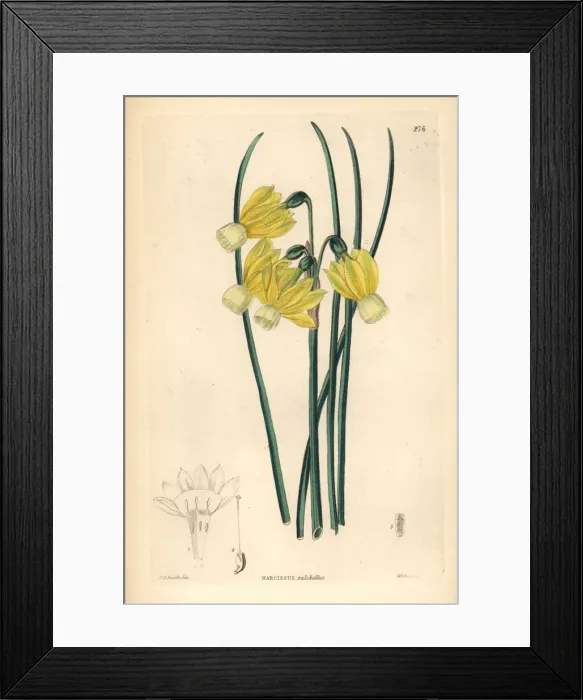 Framed Print : Angels tears daffodil, Narcissus triandrus Framed Print : Angels tears daffodil, Narcissus triandrus