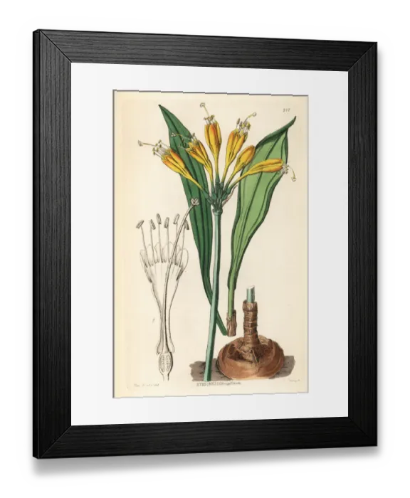 Framed Print : Yolk-of-egg stenomesson, Stenomesson vitellinum Framed Print : Yolk-of-egg stenomesson, Stenomesson vitellinum