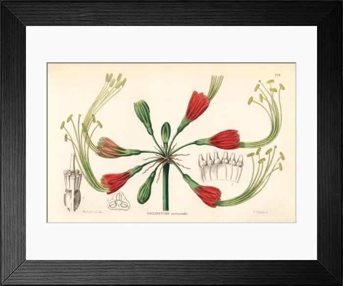 Framed Print : Eucrosia eucrosioides Framed Print : Eucrosia eucrosioides