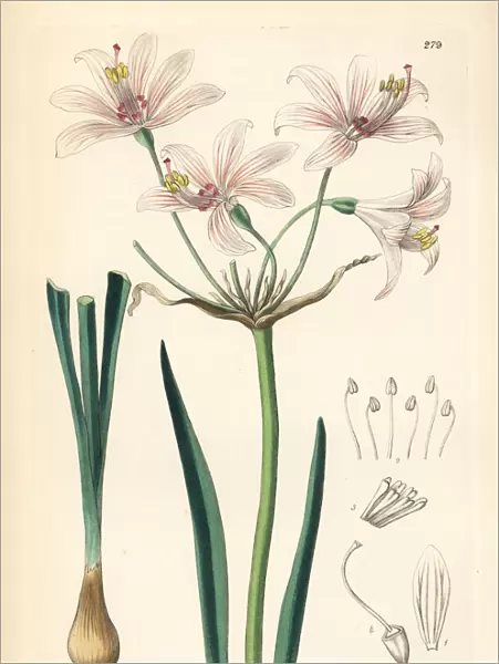 Gay-flowered placea, Placea ornata