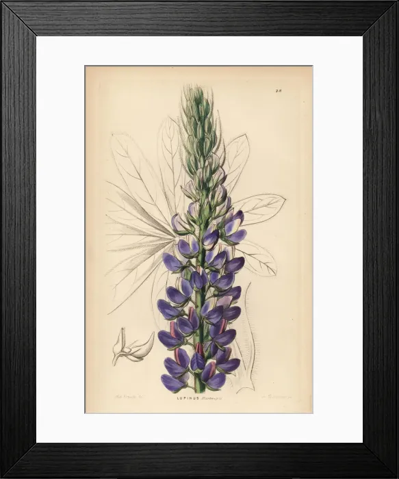 Framed Print : Mr. Hartwegs lupine, Lupinus hartwegii Framed Print : Mr. Hartwegs lupine, Lupinus hartwegii