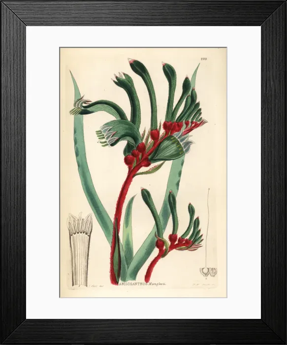Framed Print : Red-and-green kangaroo paw, Anigozanthos manglesii Framed Print : Red-and-green kangaroo paw, Anigozanthos manglesii
