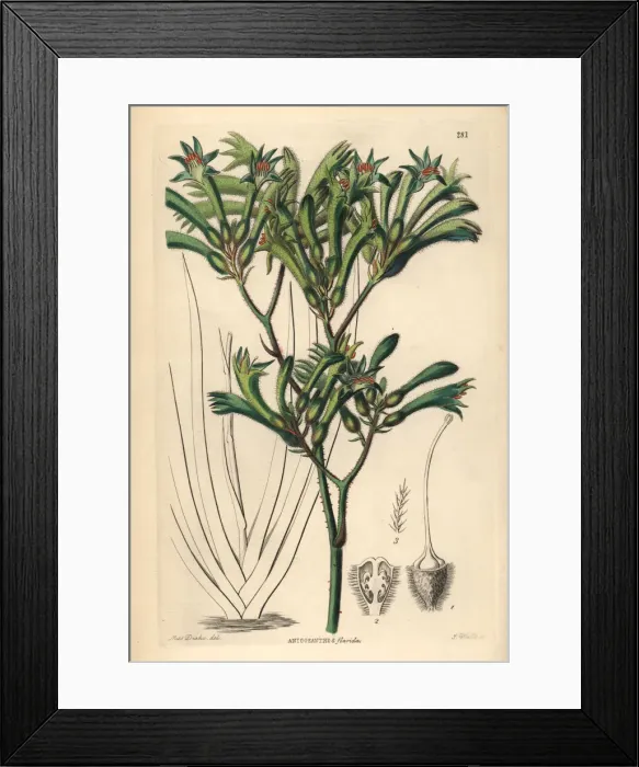 Framed Print : Tall kangaroo paw, Anigozanthos flavidus Framed Print : Tall kangaroo paw, Anigozanthos flavidus