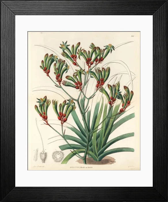 Framed Print : Tall kangaroo paw, Anigozanthos flavidus Framed Print : Tall kangaroo paw, Anigozanthos flavidus