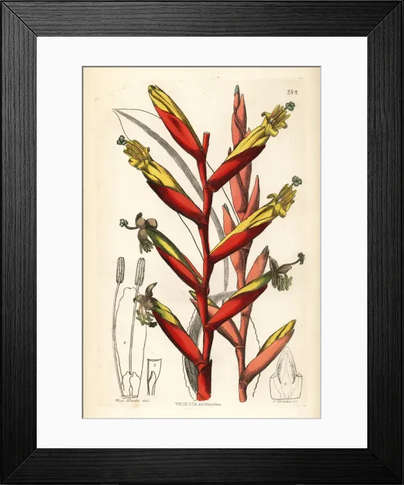 Framed Print : Vriesea psittacina Framed Print : Vriesea psittacina