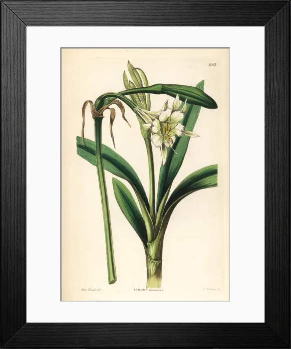 Framed Print : Pervuvian daffodil, Ismene pedunculata Framed Print : Pervuvian daffodil, Ismene pedunculata