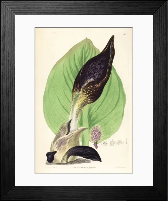 Framed Print : Skunk cabbage, Symplocarpus foetidus