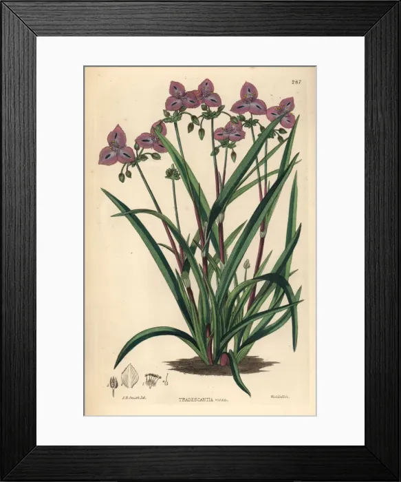 Framed Print : Roseling, Callisia rosea Framed Print : Roseling, Callisia rosea