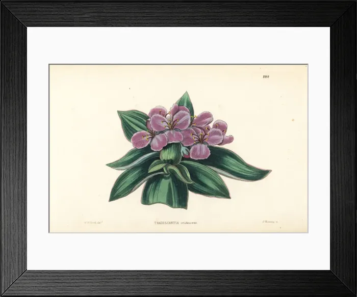 Framed Print : Spiderwort, Tradescantia crassifolia var. acaulis Framed Print : Spiderwort, Tradescantia crassifolia var. acaulis