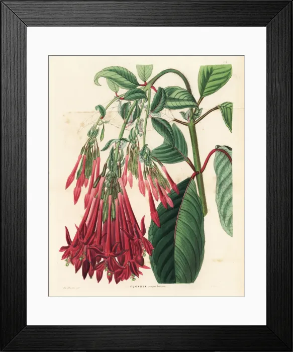 Framed Print : Corymb-flowered fuchsia, Fuchsia corymbiflora Framed Print : Corymb-flowered fuchsia, Fuchsia corymbiflora