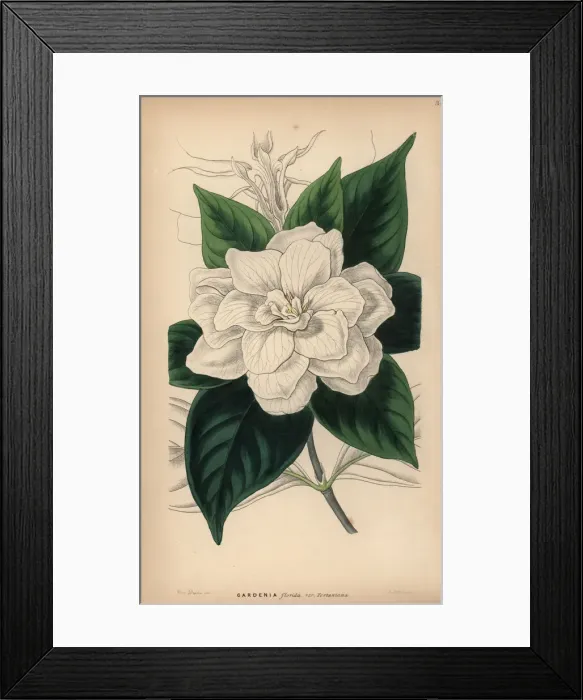 Framed Print : Cape jasmine, Gardenia jasminoides Framed Print : Cape jasmine, Gardenia jasminoides