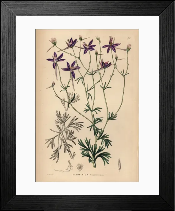 Framed Print : Larkspur, Consolida tenuissima Framed Print : Larkspur, Consolida tenuissima