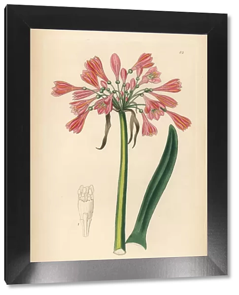 Garland lily, Calostemma purpureum