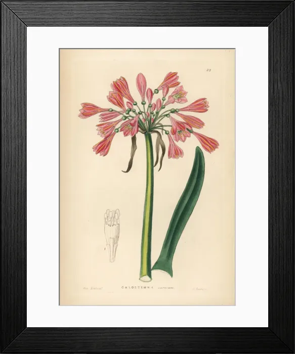 Framed Print : Garland lily, Calostemma purpureum Framed Print : Garland lily, Calostemma purpureum