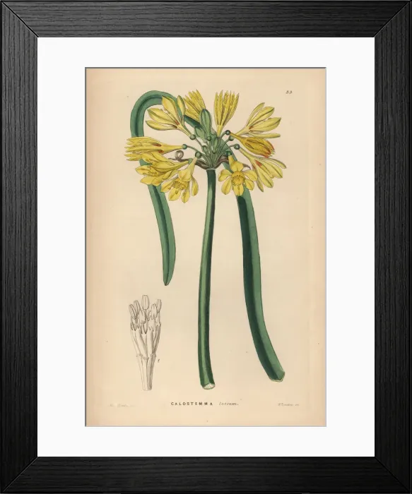 Framed Print : Yellow calostemma, Calostemma luteum Framed Print : Yellow calostemma, Calostemma luteum