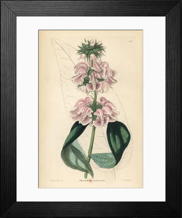 Framed Print : Cashmere phlomis, Phlomis cashmeriana Framed Print : Cashmere phlomis, Phlomis cashmeriana