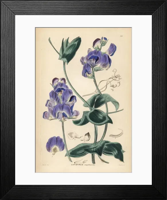Framed Print : Magellan everlasting pea or Lord Ansons pea Framed Print : Magellan everlasting pea or Lord Ansons pea