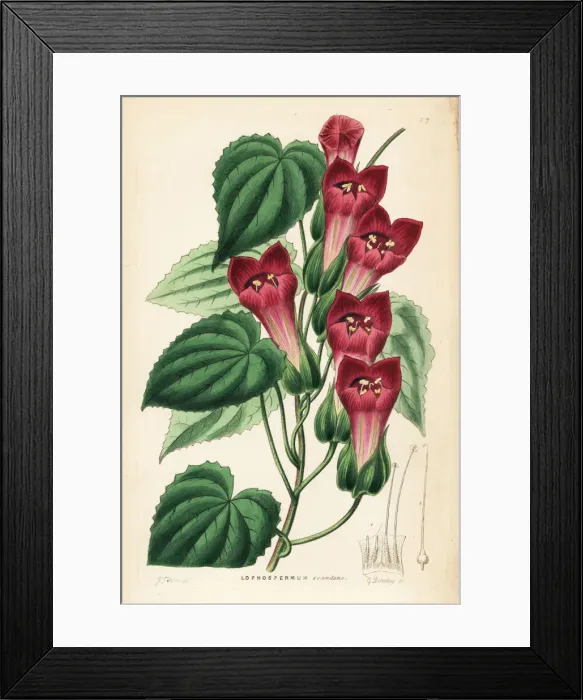 Framed Print : Climbing lophospermum, Lophospermum scandens Framed Print : Climbing lophospermum, Lophospermum scandens