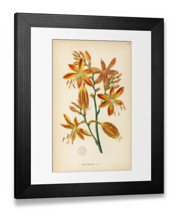 Framed Print : Falling stars, Crocosmia aurea Framed Print : Falling stars, Crocosmia aurea