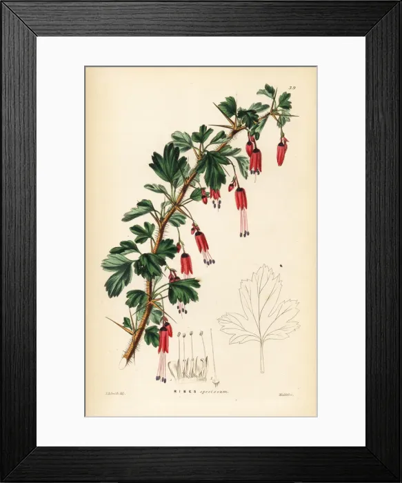 Framed Print : Fuchsia-flowered gooseberry, Ribes speciosum Framed Print : Fuchsia-flowered gooseberry, Ribes speciosum