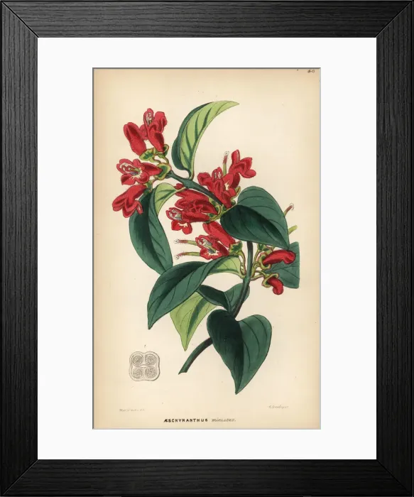 Framed Print : Vermilion aeschynanthus, Aeschynanthus miniatus