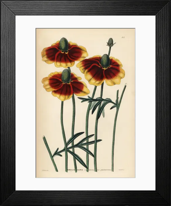 Framed Print : Upright prairie coneflower or Mexican hat Framed Print : Upright prairie coneflower or Mexican hat
