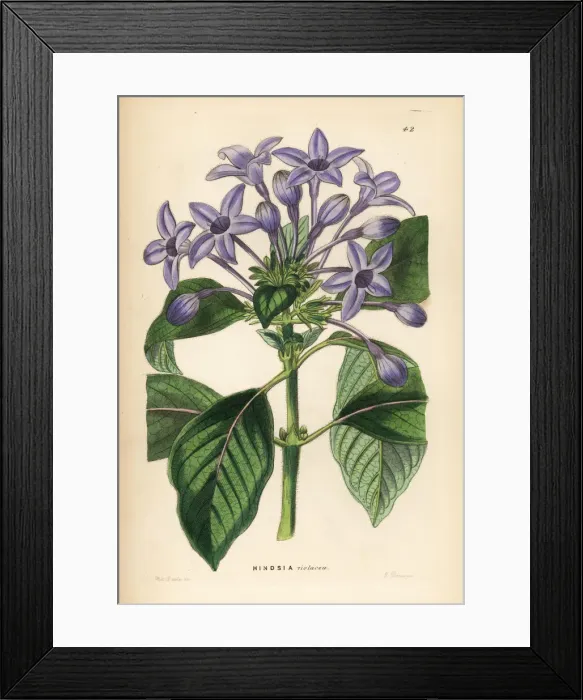 Framed Print : Porcelain blue hindsia, Hindsia violacea Framed Print : Porcelain blue hindsia, Hindsia violacea