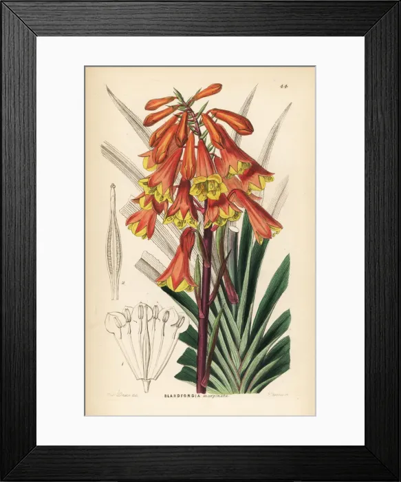 Framed Print : Tasmanian Christmas bell, Blandfordia punicea Framed Print : Tasmanian Christmas bell, Blandfordia punicea