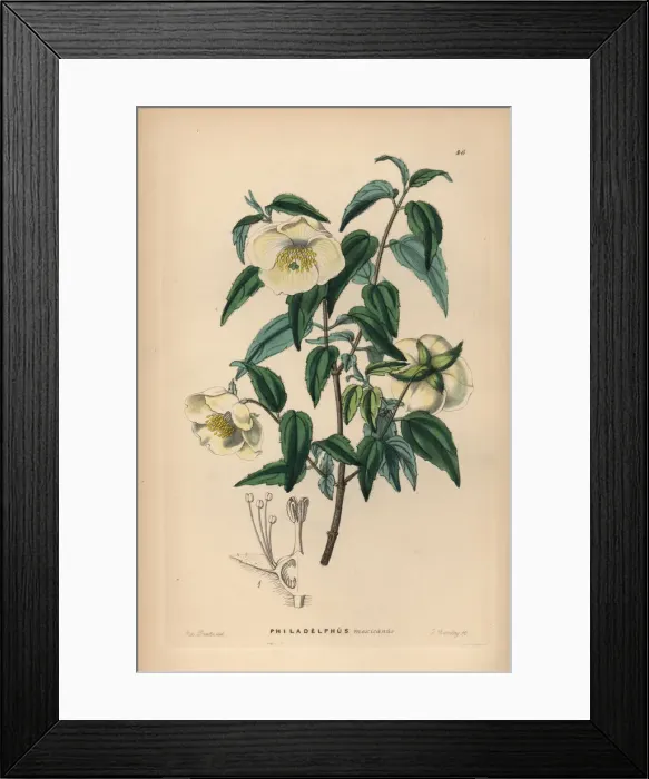 Framed Print : Mexican syringa or mock orange, Philadelphus mexicanus Framed Print : Mexican syringa or mock orange, Philadelphus mexicanus