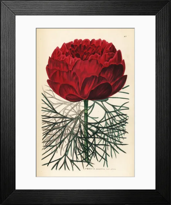 Framed Print : Double-flowered fine-leaved peony, Paeonia tenuifolia Framed Print : Double-flowered fine-leaved peony, Paeonia tenuifolia
