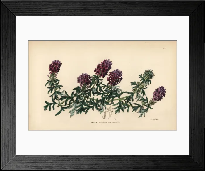 Framed Print : Mock vervain, Glandularia laciniata Framed Print : Mock vervain, Glandularia laciniata