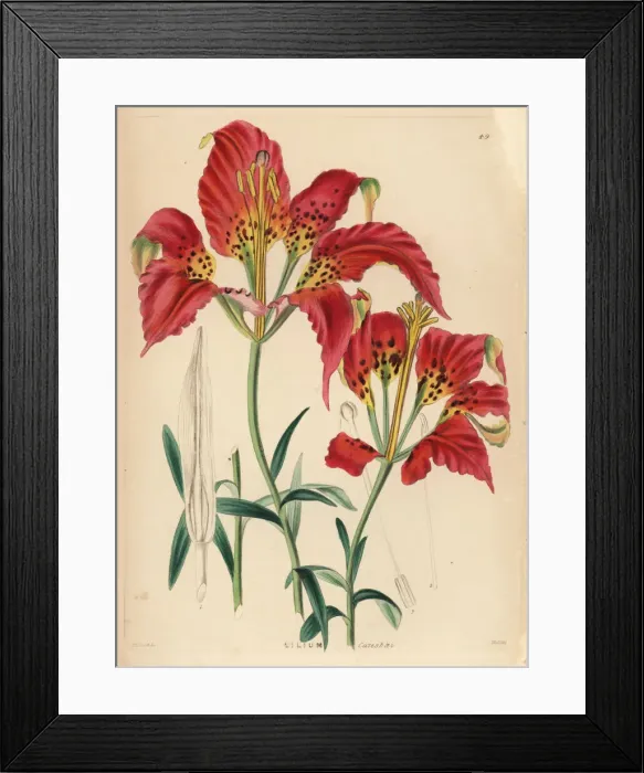 Framed Print : Catesbys lily, Lilium catesbaei Framed Print : Catesbys lily, Lilium catesbaei